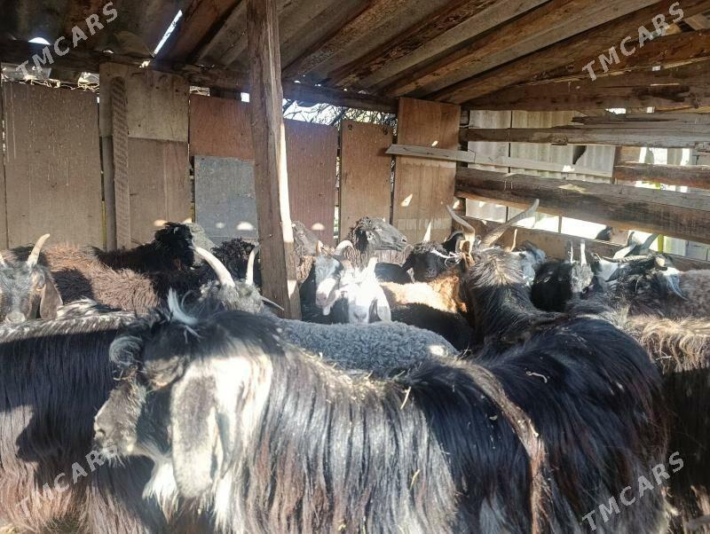 Goyun geci - Bagyr - img 1