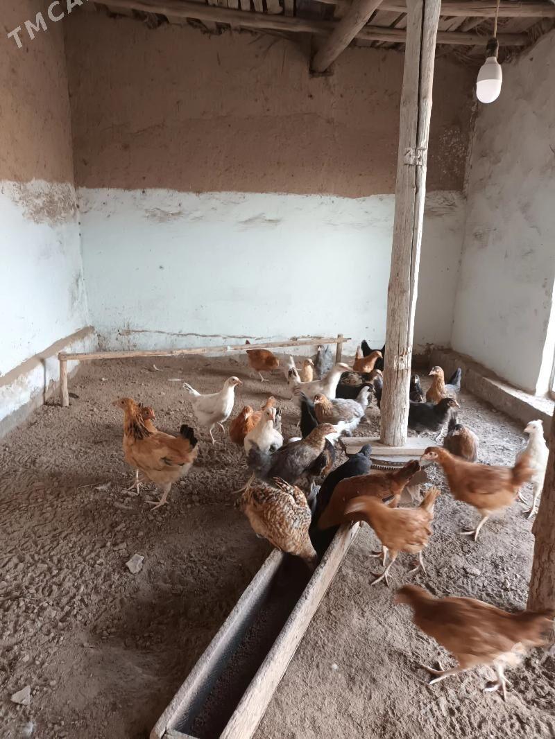 Juyje - Görogly (Tagta) - img 1