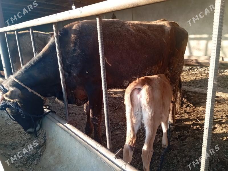 goleli sygyr - Mary - img 1