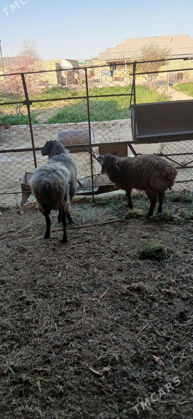 goýun - Векильбазар - img 1