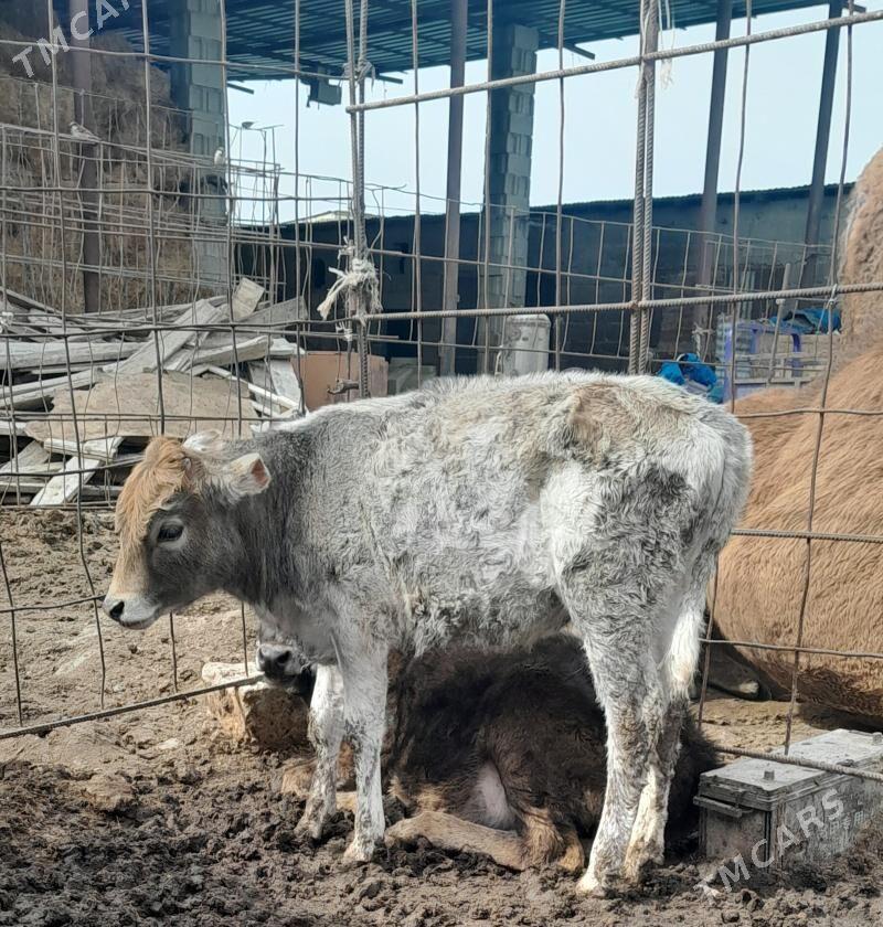 2 sany tüwe - Гызыларбат - img 1