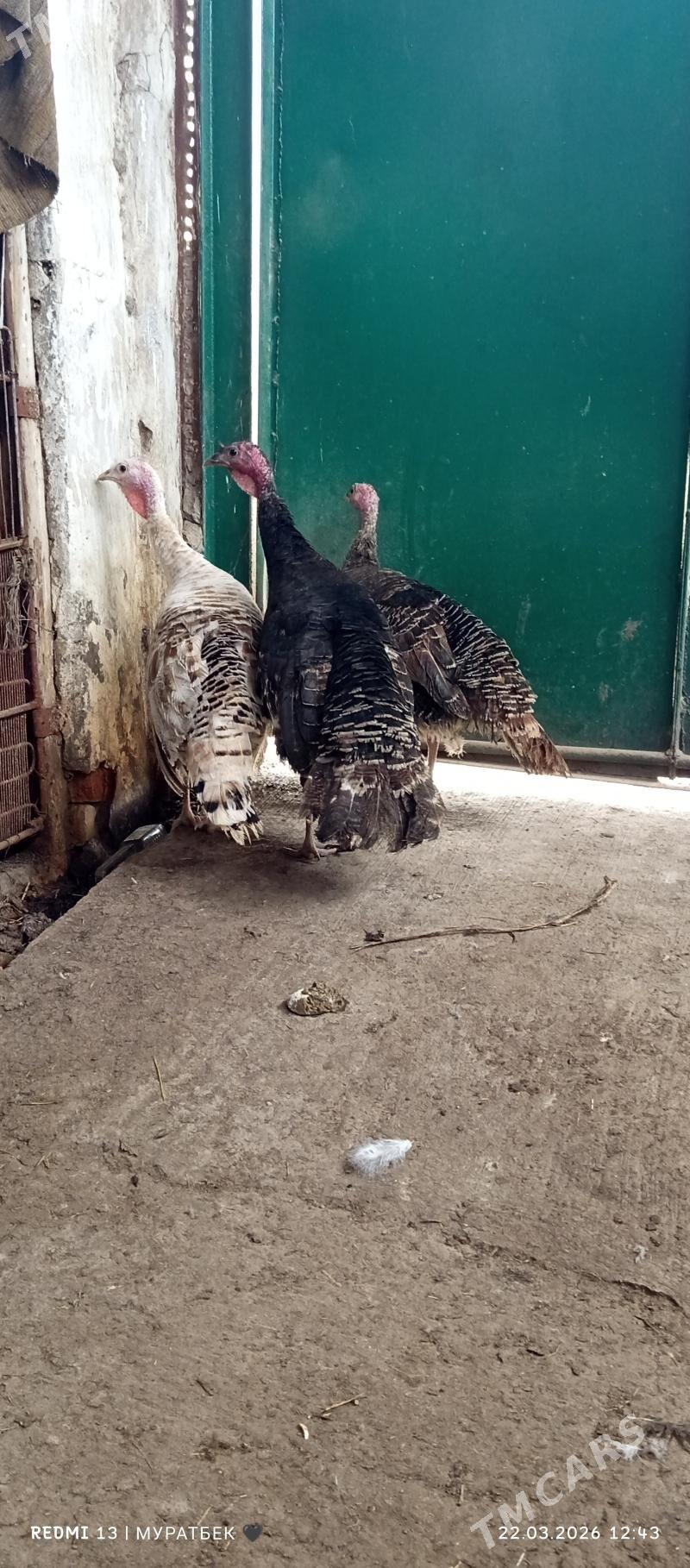 urkaçy indýuklar - Туркменабат - img 1