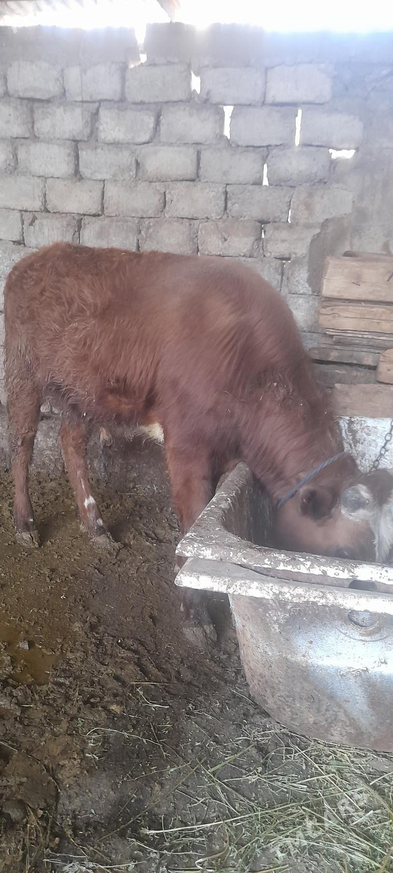 okuz - Гарадамак - img 1