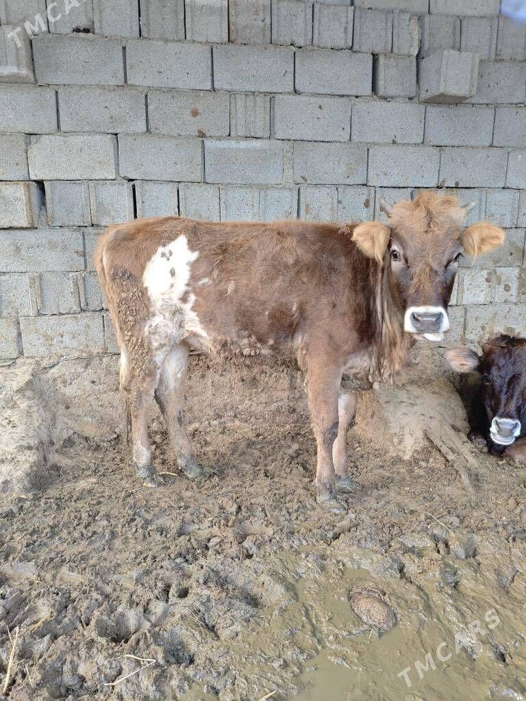 arassa şwet tüwe - Гарадамак Шор - img 1