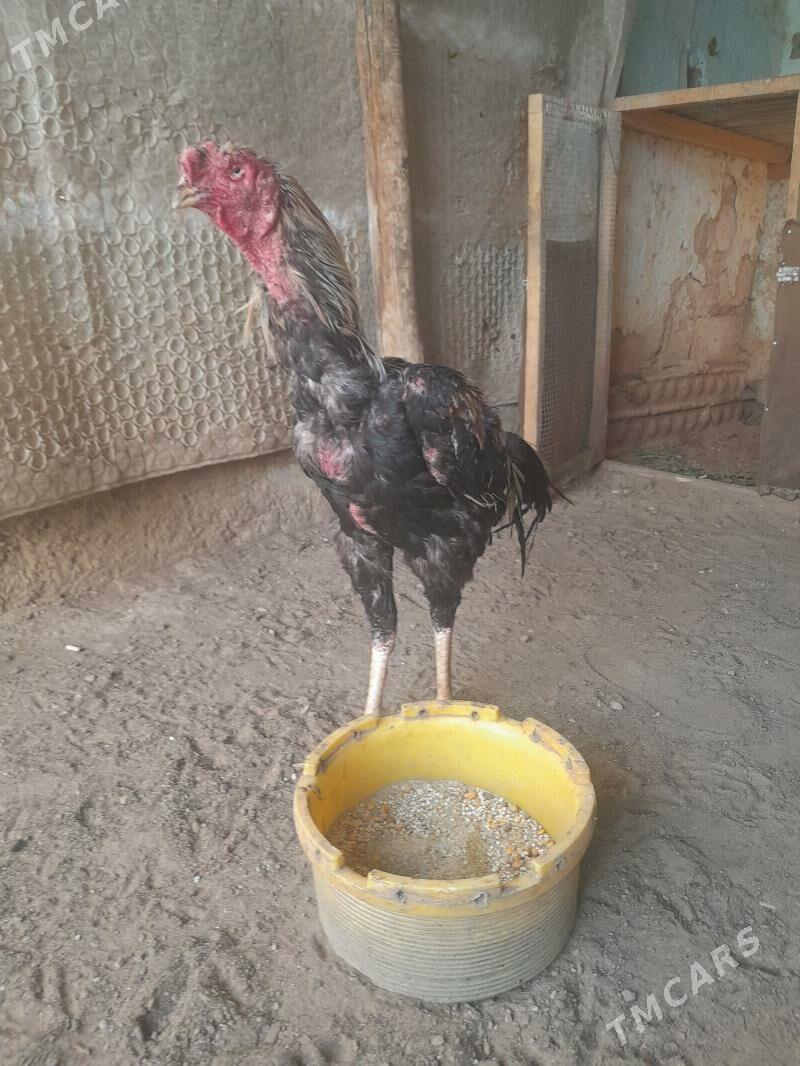 Baysobysgy - Balkanabat - img 1