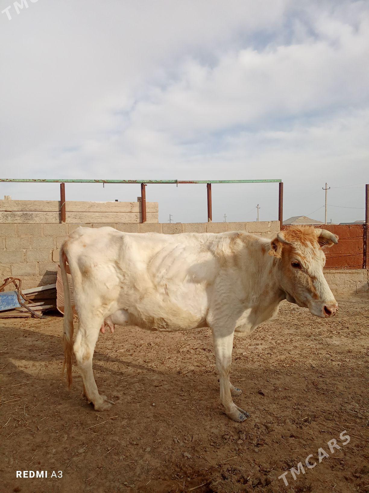 göleli sygyr - Esenguly - img 1