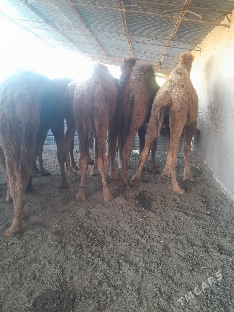 düye - Сакарчага - img 1