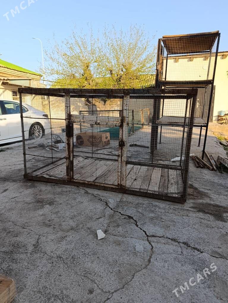 juje ketek - Херрикгала - img 1