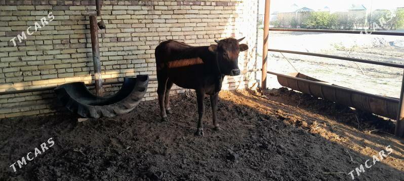 sygyrlar - Векильбазар - img 1