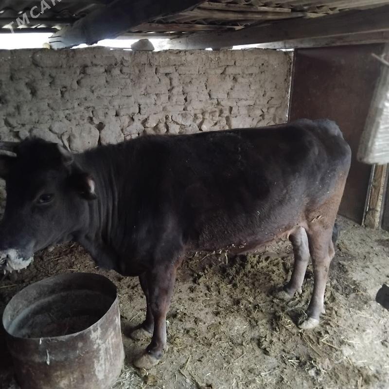 sygyr - Гызыларбат - img 1