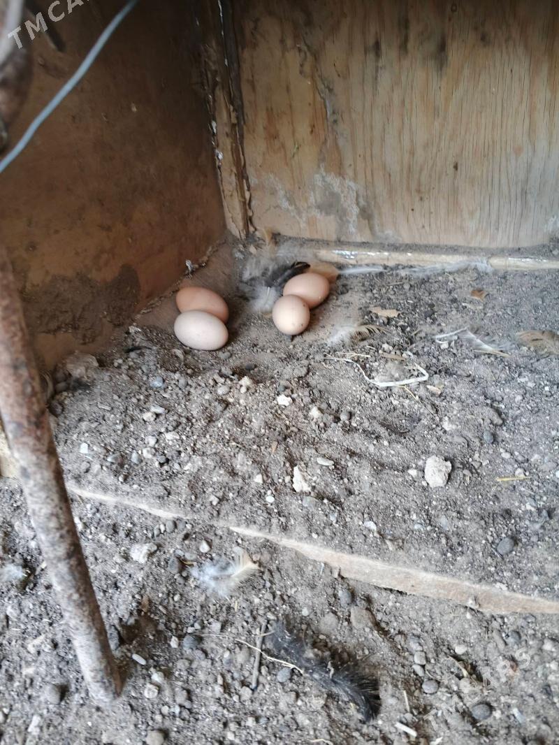 yymrtga brama towuk - Дашогуз - img 1