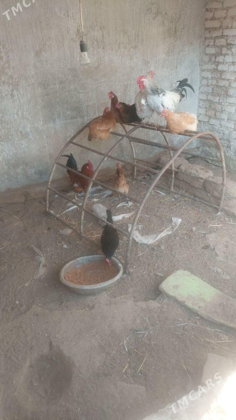 towuk - Берекет - img 1