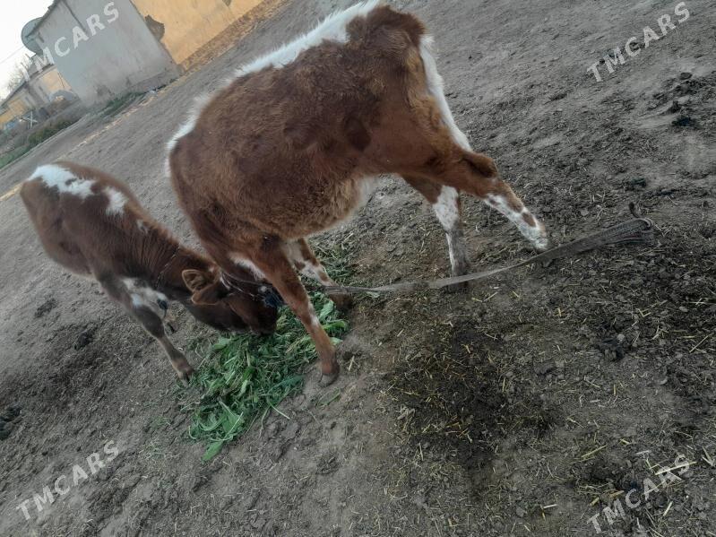 gole - Байрамали - img 1