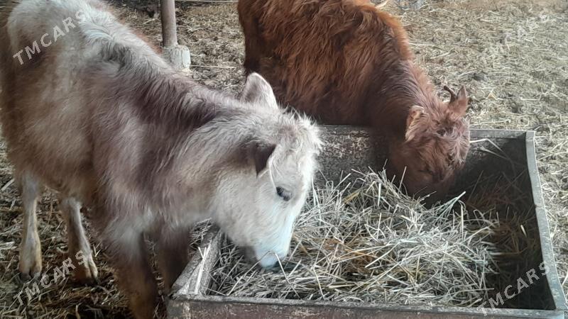 unajyn - Сакар - img 1