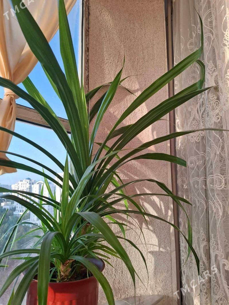 gul - Ашхабад - img 1