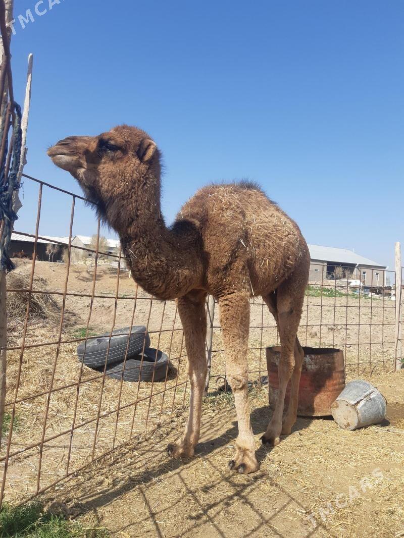 Kosek - Ýolöten - img 1