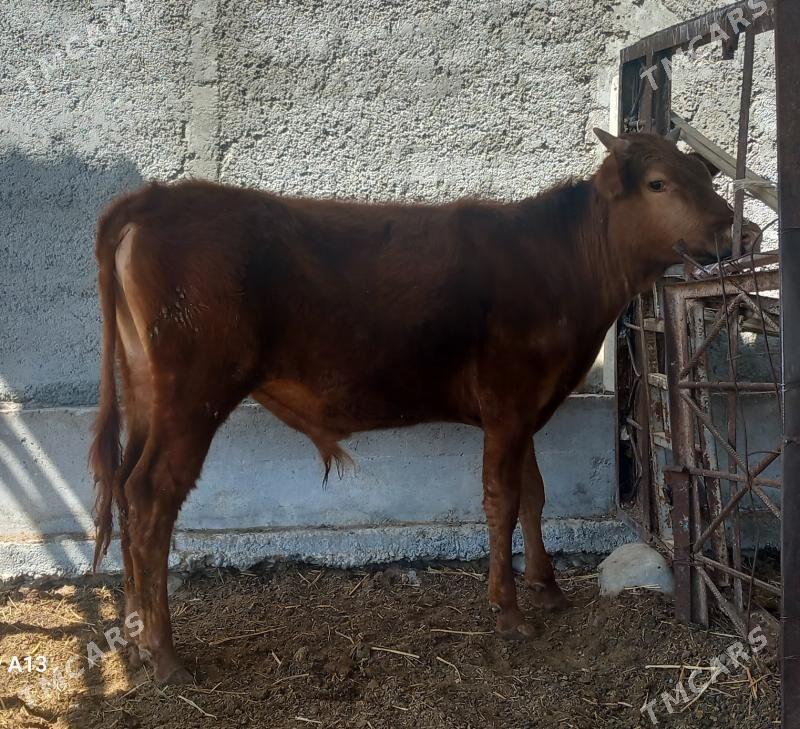 okuz - Garadamak - img 1