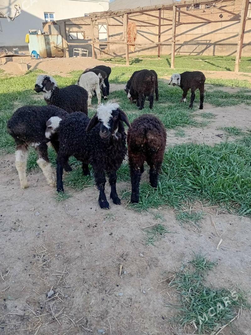 Guzlar. oto.ime.duran - Gökdepe - img 1