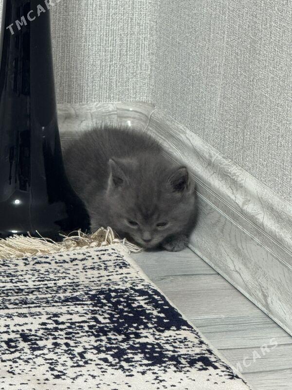 Британская кошка - Ашхабад - img 1