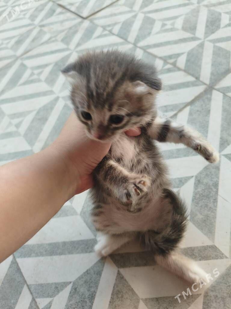 wislouhiy pisik - Ашхабад - img 1