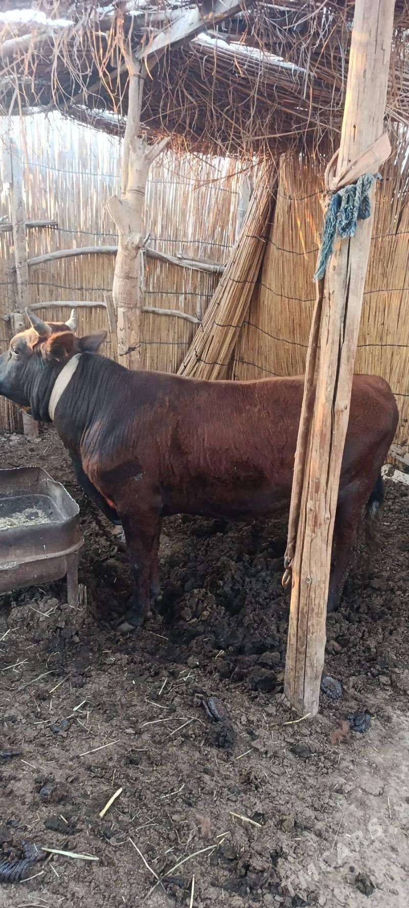 öküz - Сакарчага - img 1