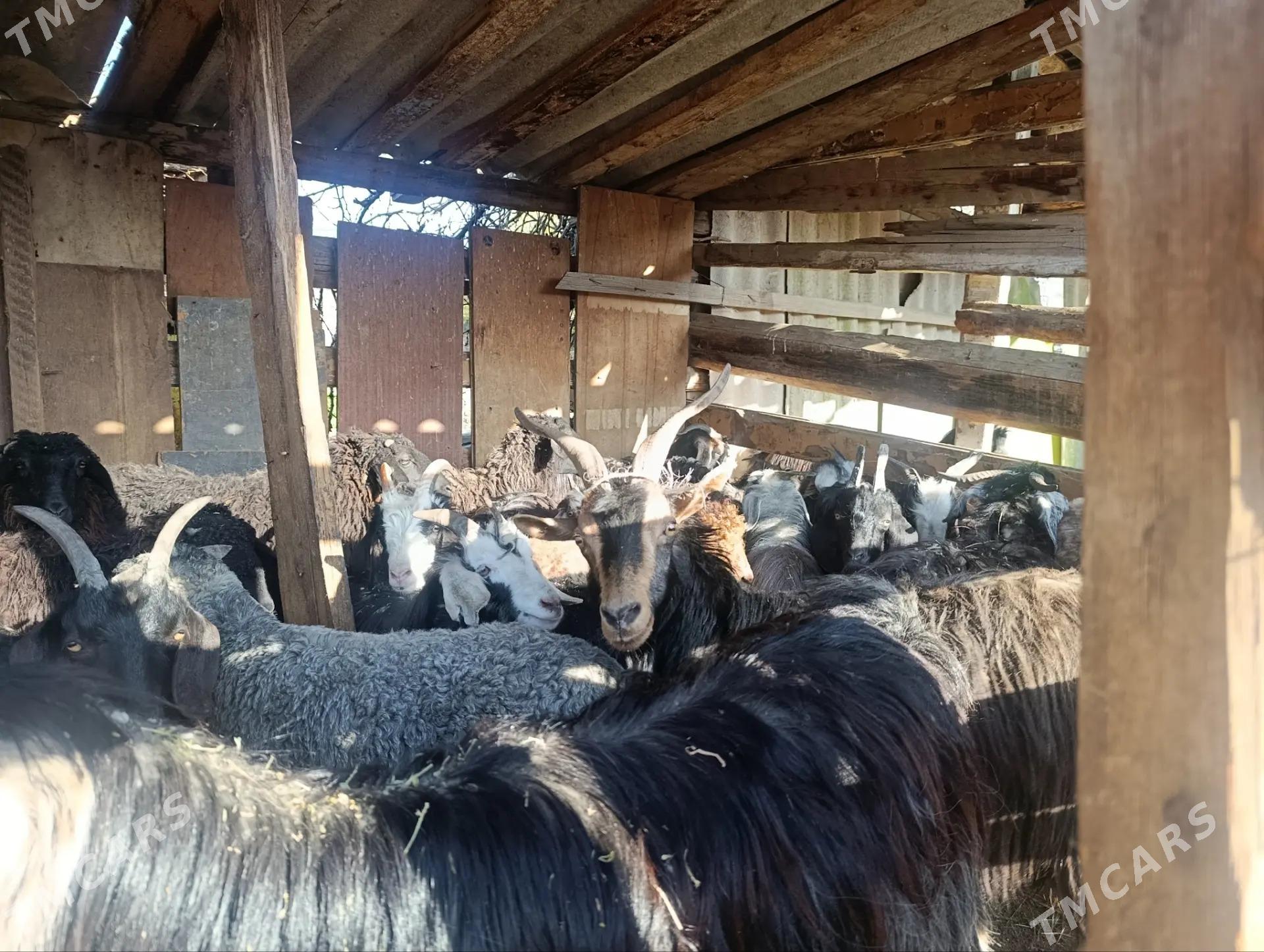 Goyun geci - Bagyr - img 1