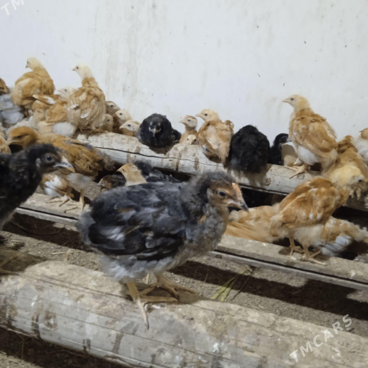 Juyje - Гороглы (Тагта) - img 1