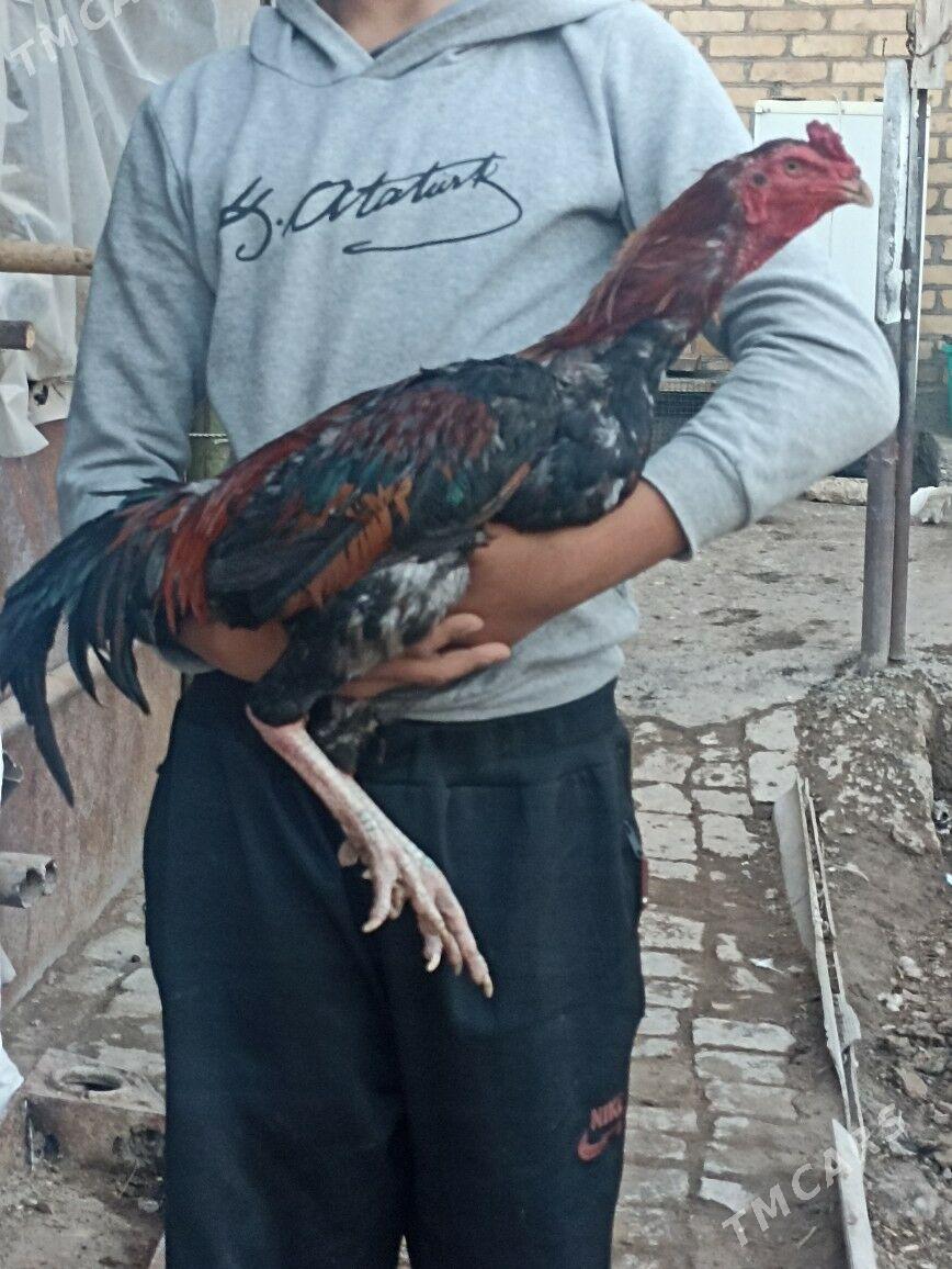 HorHoraz - Туркменабат - img 1