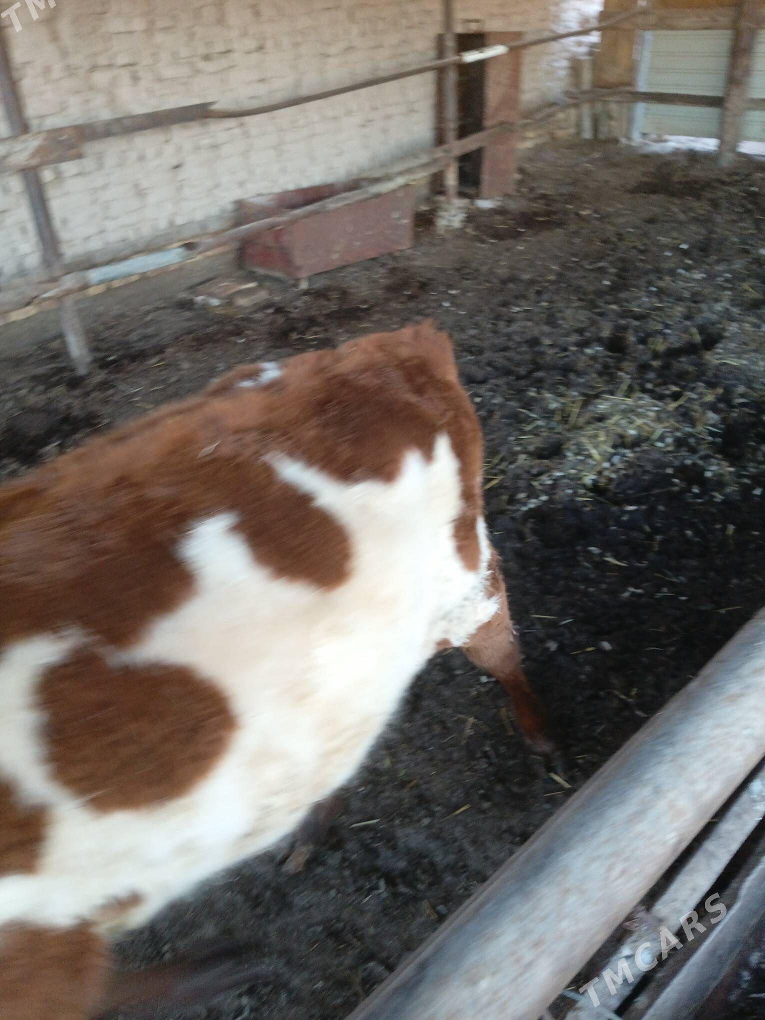 gunajyn - Чарджоу - img 1