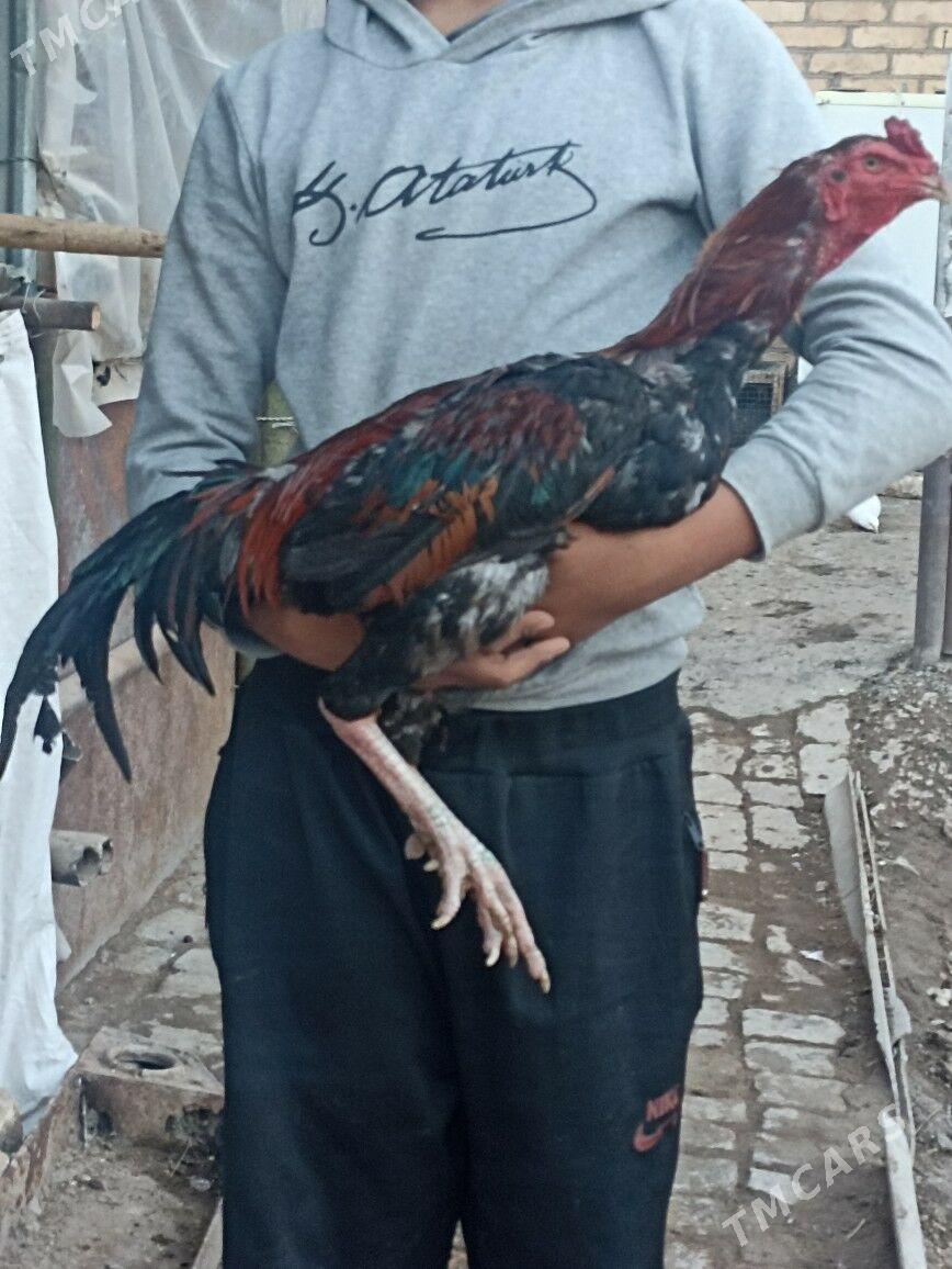 horaz - Туркменабат - img 1