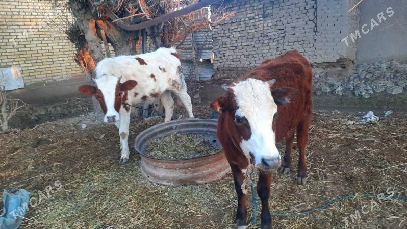 unajyn - Туркменабат - img 1