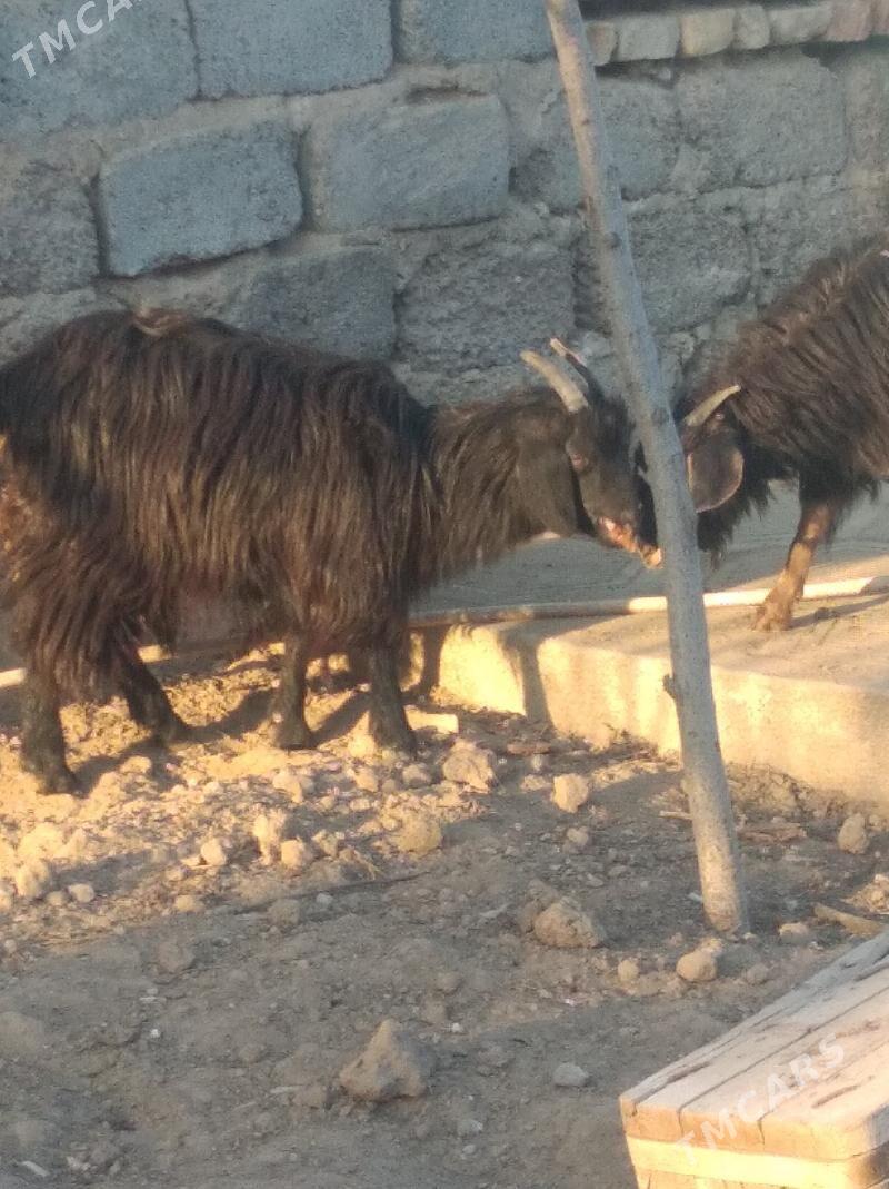 Geci - Änew - img 1