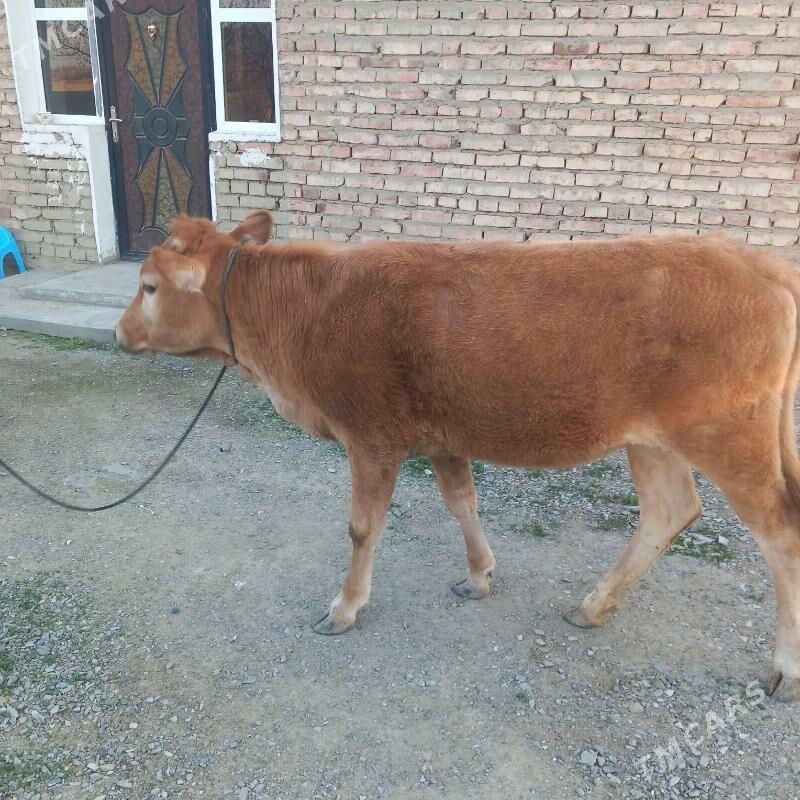 Tohum Tuwe - Bäherden - img 1