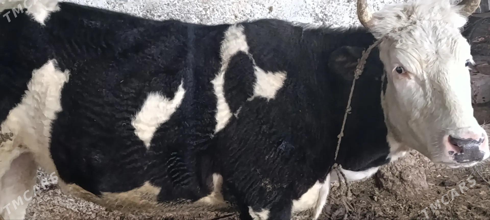 tuve - Ашхабад - img 1