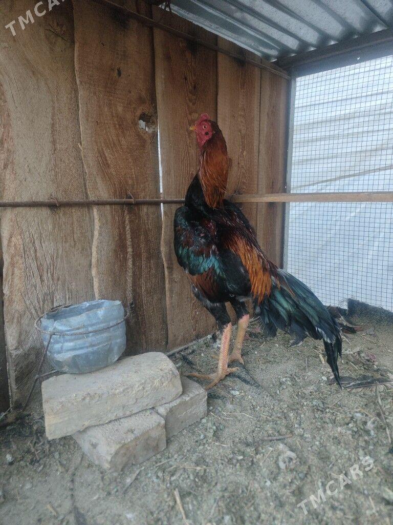 horaz - Туркменабат - img 1