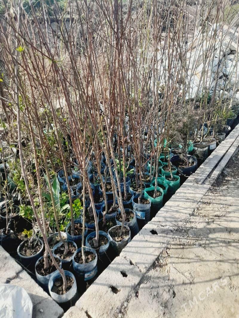 wisni alma hurma - Gökdepe - img 1