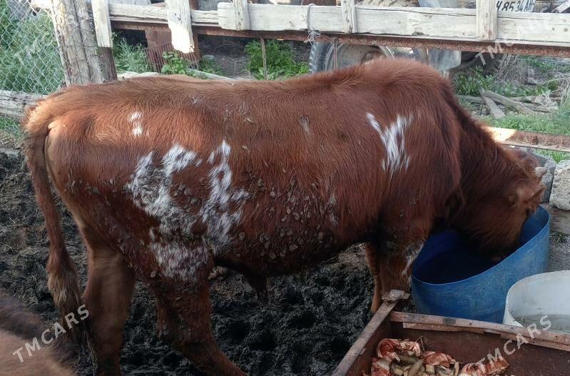 7sany 5okuz 1sygyr 1tuwe - Гёкдепе - img 1