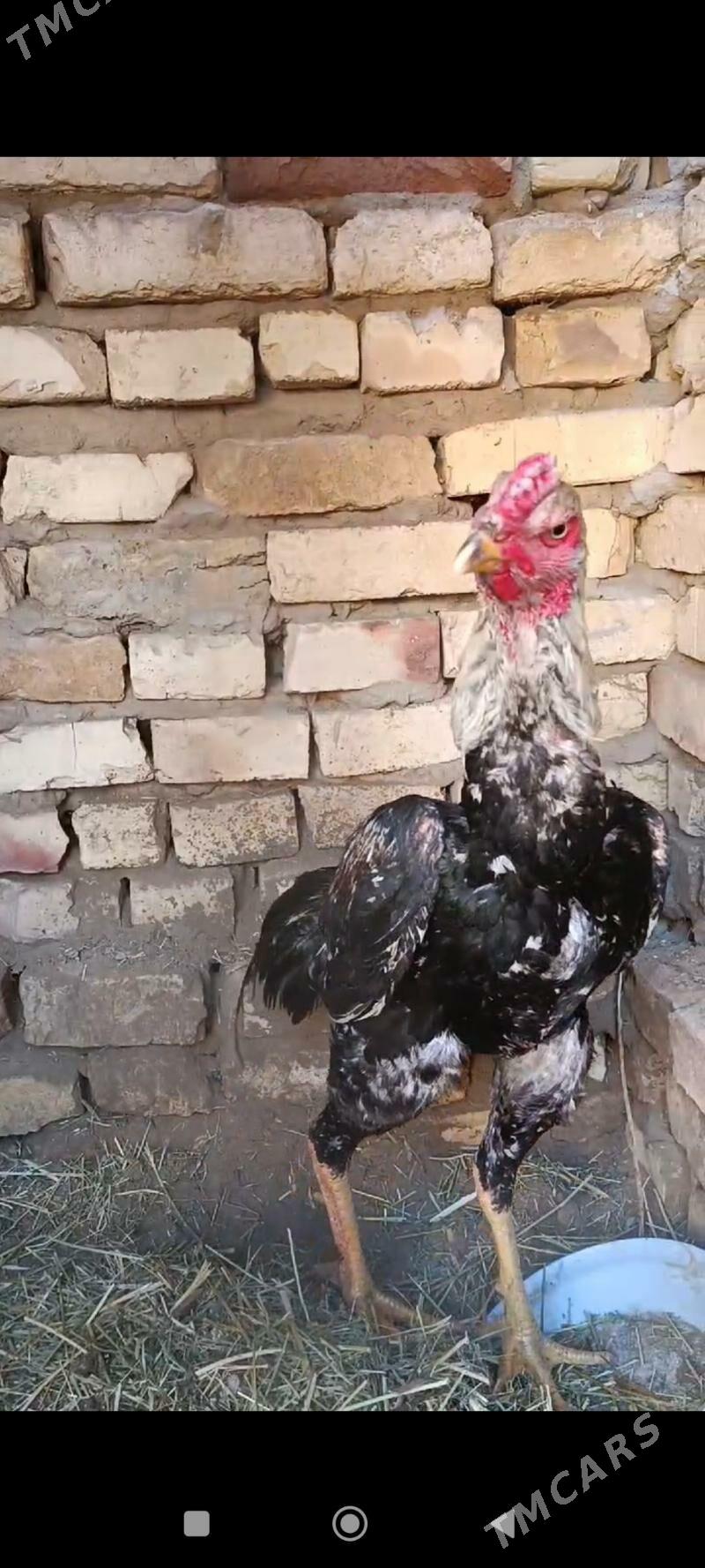 horaz - Murgap - img 1