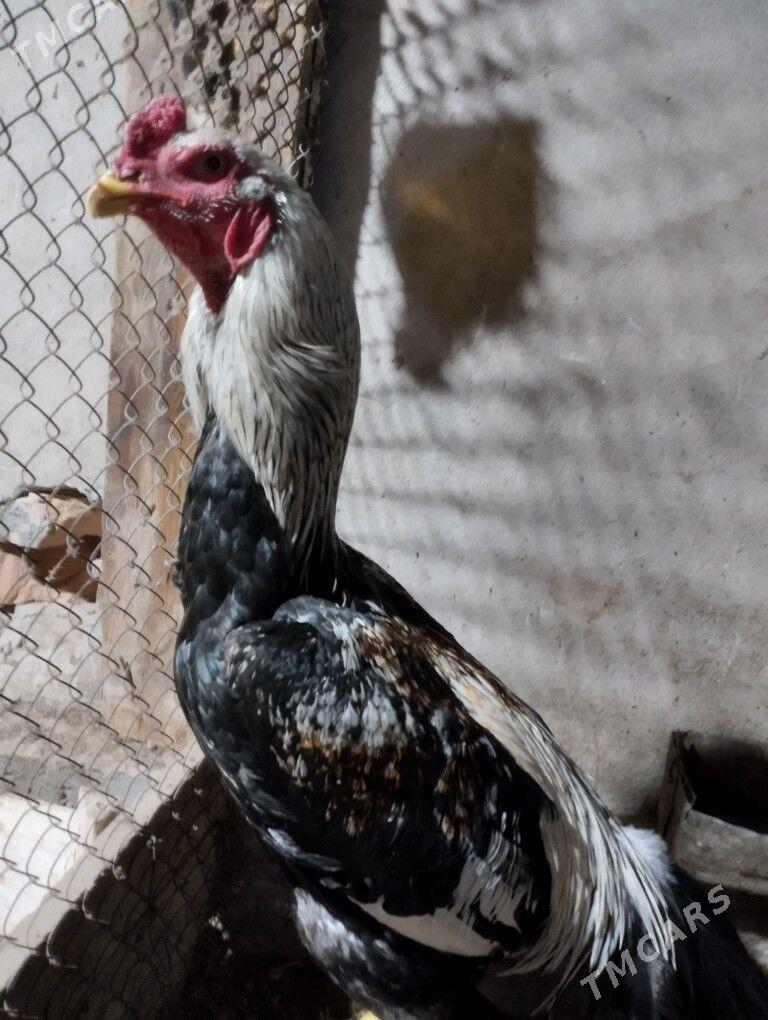 байсогу убайсогу хораз - Türkmenabat - img 1