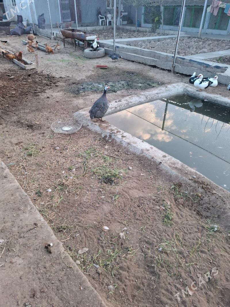 Sisarka - Çoganly - img 1