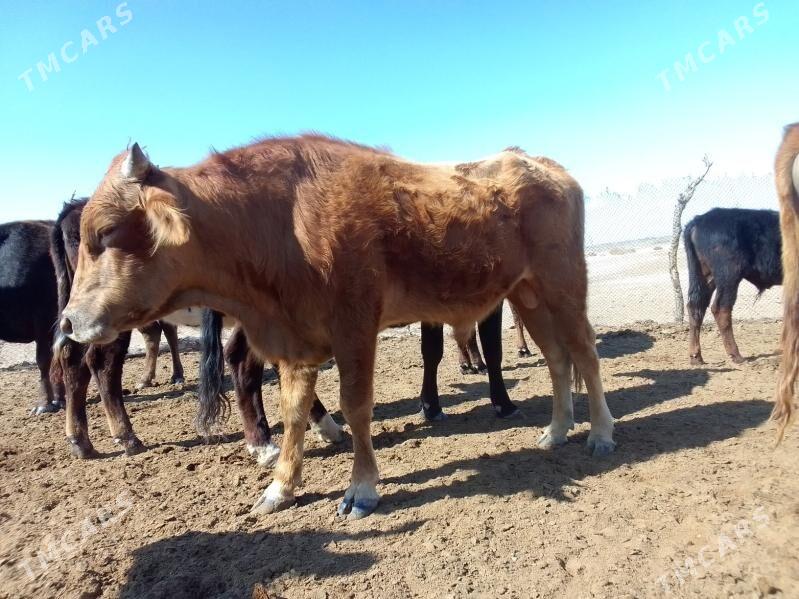 ökiz - Babadaýhan - img 1