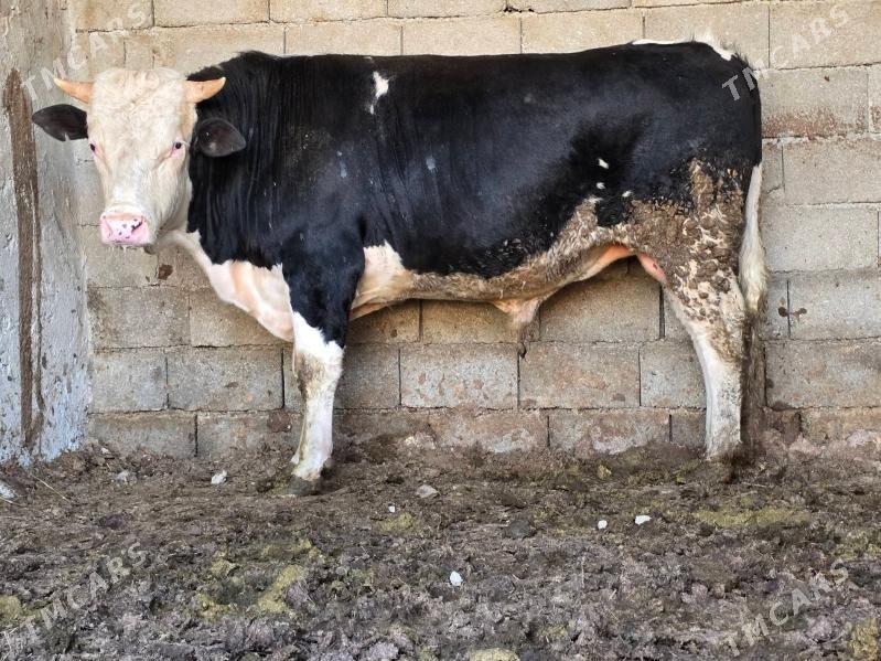 Bakylan okuz - Aşgabat - img 1