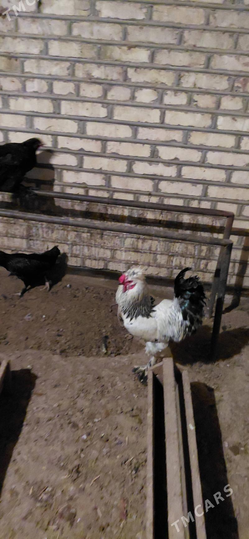 Satlyk horaz - Baýramaly - img 1