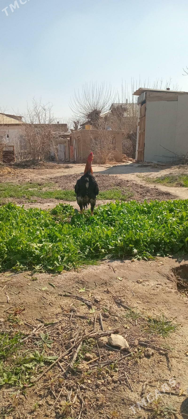 BAYES.HORAZ. - Байрамали - img 1