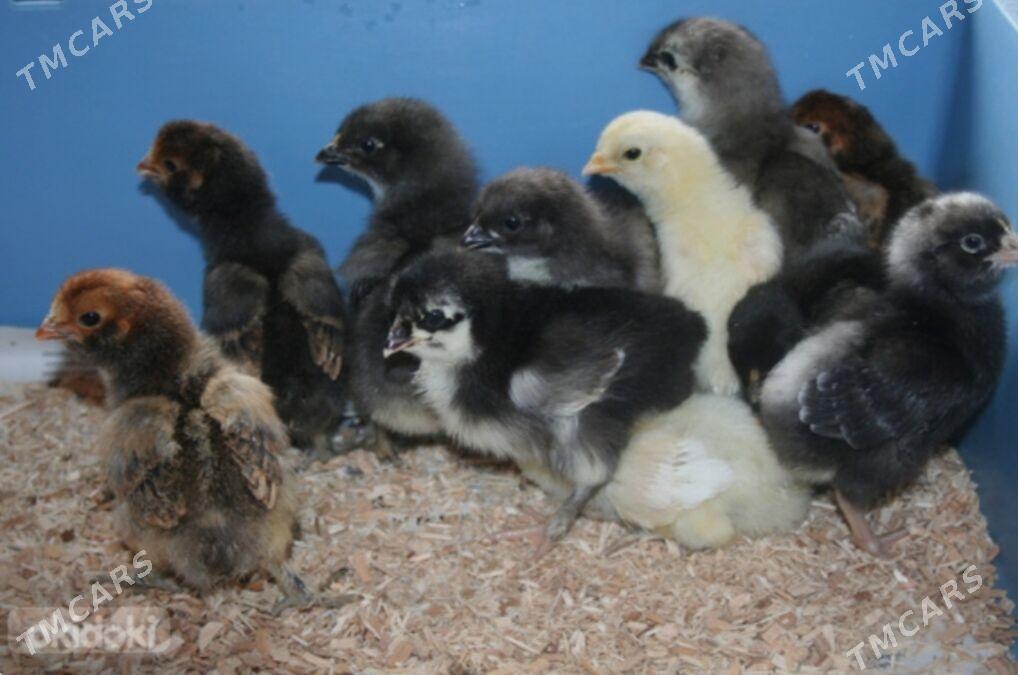 Araykana mitis jüýje - Бузмеин - img 1