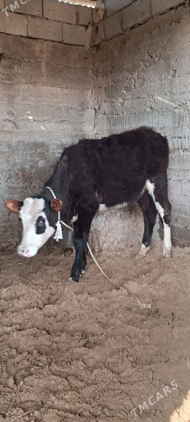 Tüwe gibirit - Гёкдепе - img 1