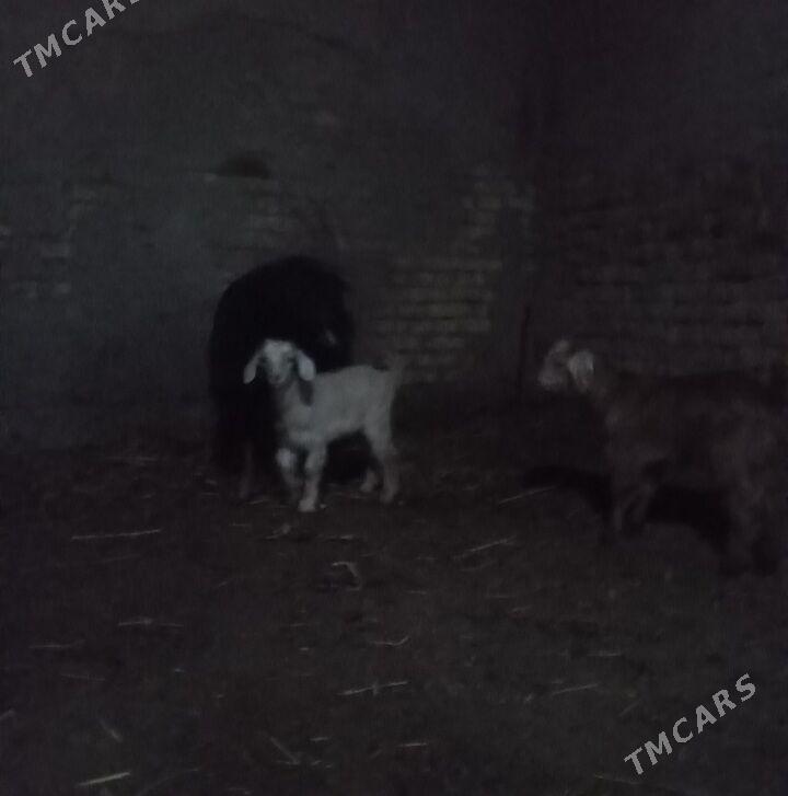 Ekiz owlakly geçi - Baýramaly - img 1