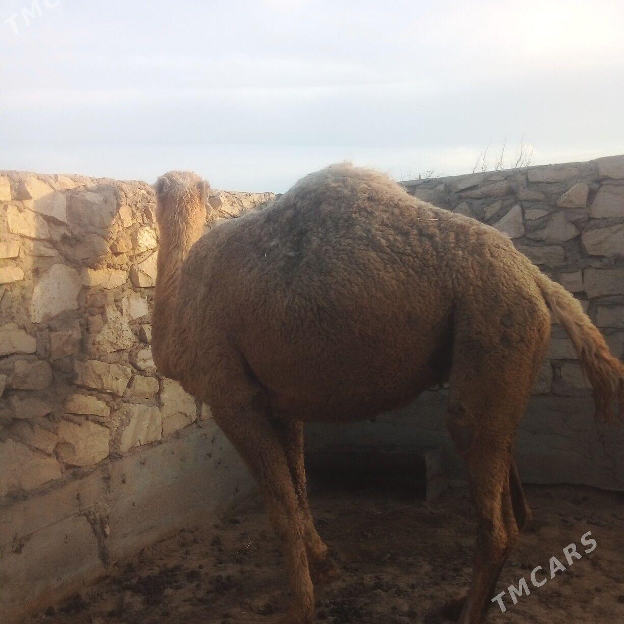 Duye - Esenguly - img 1