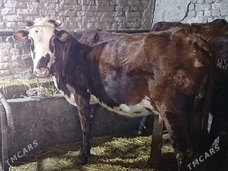 gibrit gaçar - Şabat etr. - img 1