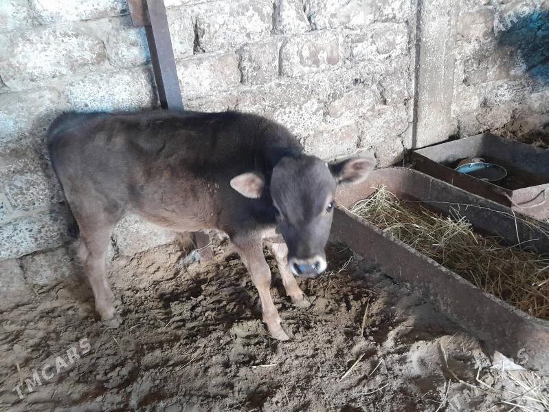 Sygyr goleli - Aşgabat - img 1